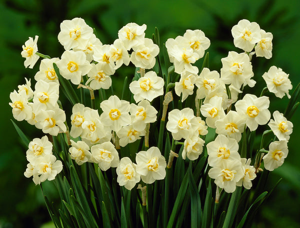 Daffodil Cheerfulness Narcissus Bulbs Blooms Species Growing Bonsai Roots Rhizomes Corms Tubers Potted Planting Reblooming Fragrant Garden Flower Seeds Plant