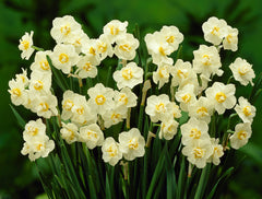 Daffodil Cheerfulness Narcissus Bulbs Blooms Species Growing Bonsai Roots Rhizomes Corms Tubers Potted Planting Reblooming Fragrant Garden Flower Seeds Plant - Seedsplant