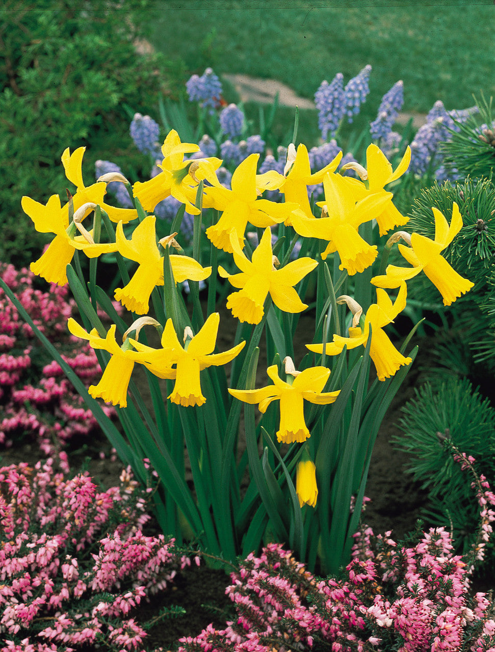 Daffodil Cyclamineus February Gold Narcissus Bulbs Blooms Species Growing Bonsai Roots Rhizomes Corms Tubers Potted Planting Reblooming Fragrant Garden Flower Seeds Plant