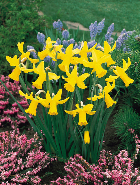 Daffodil Cyclamineus February Gold Narcissus Bulbs Blooms Species Growing Bonsai Roots Rhizomes Corms Tubers Potted Planting Reblooming Fragrant Garden Flower Seeds Plant