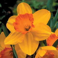 Narcissus Delibes Daffodil Bulbs Blooms Species Growing Bonsai Roots Rhizomes Corms Tubers Potted Planting Reblooming Fragrant Garden Flower Seeds Plant