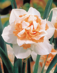 Narcissus Delnashaugh Daffodil Bulbs Blooms Species Growing Bonsai Roots Rhizomes Corms Tubers Potted Planting Reblooming Fragrant Garden Flower Seeds Plant