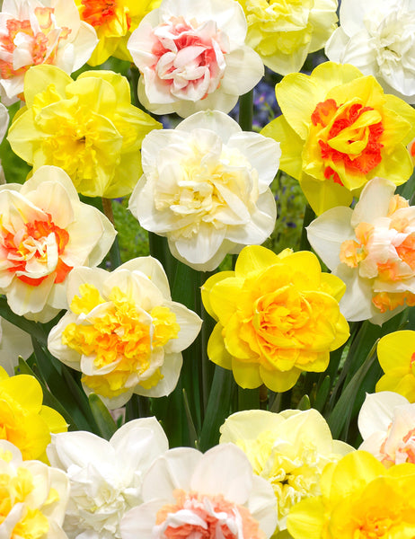 Daffodil Double Mix Landscaper Special Narcissus Bulbs Blooms Species Growing Bonsai Roots Rhizomes Corms Tubers Potted Planting Reblooming Fragrant Garden Flower Seeds Plant
