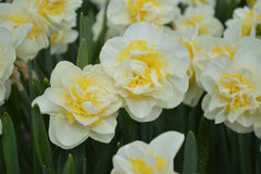 Daffodil Double Star Narcissus Bulbs Blooms Species Growing Bonsai Roots Rhizomes Corms Tubers Potted Planting Reblooming Fragrant Garden Flower Seeds Plant - Seedsplant