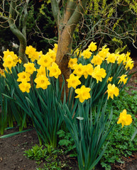 Daffodil Dutch Master Narcissus Bulbs Blooms Species Growing Bonsai Roots Rhizomes Corms Tubers Potted Planting Reblooming Fragrant Garden Flower Seeds Plant