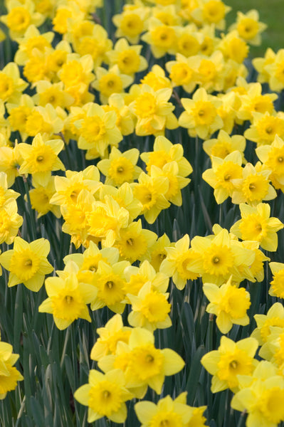 Daffodil Dutch Master Narcissus Bulbs Blooms Species Growing Bonsai Roots Rhizomes Corms Tubers Potted Planting Reblooming Fragrant Garden Flower Seeds Plant
