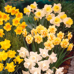 Narcissus Ellen Daffodil Bulbs Blooms Species Growing Bonsai Roots Rhizomes Corms Tubers Potted Planting Reblooming Fragrant Garden Flower Seeds Plant