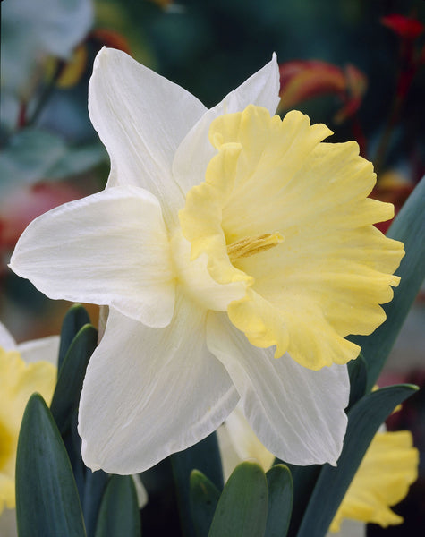 Narcissus Ellen Daffodil Bulbs Blooms Species Growing Bonsai Roots Rhizomes Corms Tubers Potted Planting Reblooming Fragrant Garden Flower Seeds Plant
