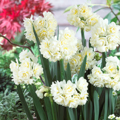 Narcissus Erlicheer 12/14cm Daffodil Erlicheer Daffodil Narcissus Bulbs Blooms Species Growing Bonsai Roots Rhizomes Corms Tubers Potted Planting Reblooming Fragrant Garden Flower Seeds Plant
