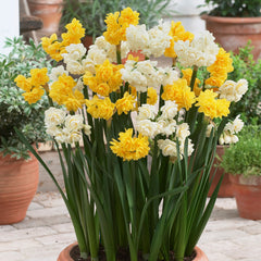 Narcissus Erlicheer 12/14cm Daffodil Erlicheer Daffodil Narcissus Bulbs Blooms Species Growing Bonsai Roots Rhizomes Corms Tubers Potted Planting Reblooming Fragrant Garden Flower Seeds Plant