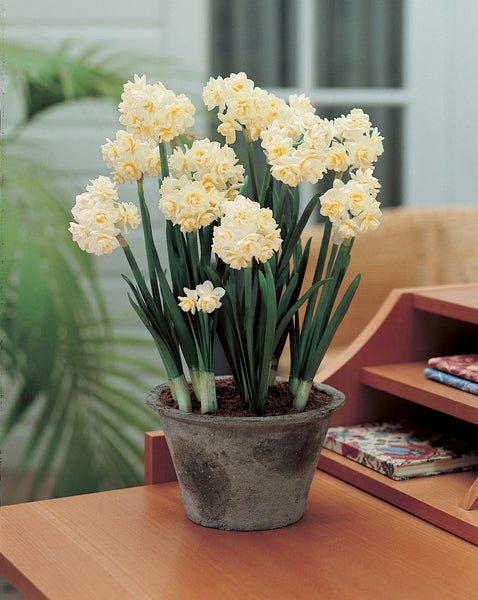 Narcissus Erlicheer 12/14cm Daffodil Erlicheer Daffodil Narcissus Bulbs Blooms Species Growing Bonsai Roots Rhizomes Corms Tubers Potted Planting Reblooming Fragrant Garden Flower Seeds Plant
