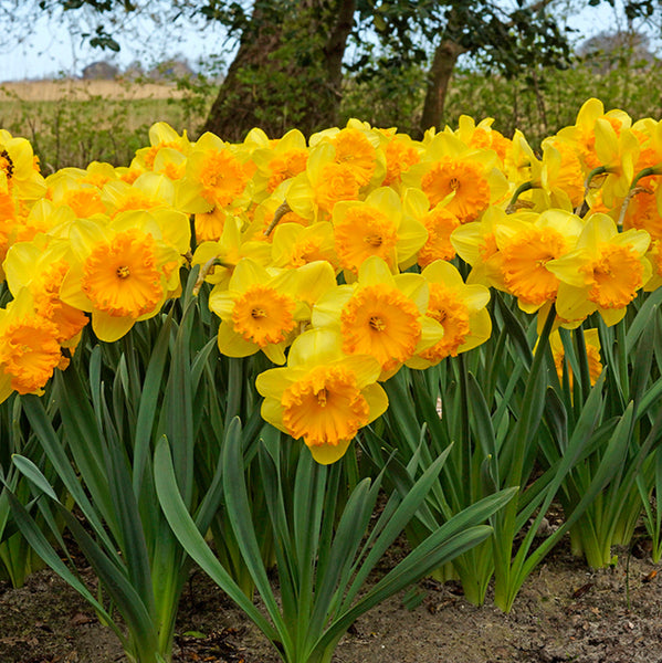 Daffodil Ferris Wheel Narcissus Bulbs Blooms Species Growing Bonsai Roots Rhizomes Corms Tubers Potted Planting Reblooming Fragrant Garden Flower Seeds Plant