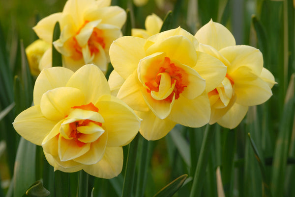 Narcissus Furbelow Daffodil Bulbs Blooms Species Growing Bonsai Roots Rhizomes Corms Tubers Potted Planting Reblooming Fragrant Garden Flower Seeds Plant