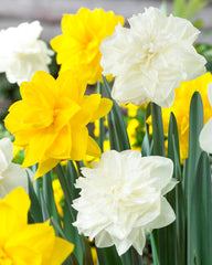 Daffodil Golden Ducat Narcissus Bulbs Blooms Species Growing Bonsai Roots Rhizomes Corms Tubers Potted Planting Reblooming Fragrant Garden Flower Seeds Plant