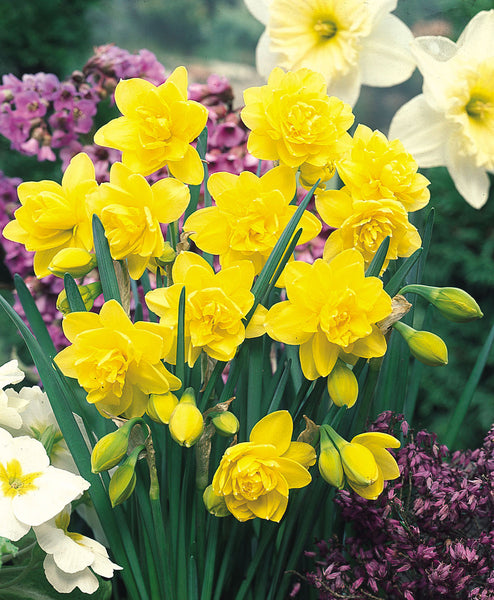 Daffodil Golden Ducat Narcissus Bulbs Blooms Species Growing Bonsai Roots Rhizomes Corms Tubers Potted Planting Reblooming Fragrant Garden Flower Seeds Plant
