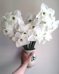 Daffodil Green Eyes Narcissus Bulbs Blooms Species Growing Bonsai Roots Rhizomes Corms Tubers Potted Planting Reblooming Fragrant Garden Flower Seeds Plant