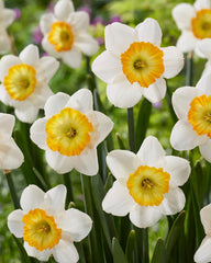 Daffodil Happy Smiles Narcissus Bulbs Blooms Species Growing Bonsai Roots Rhizomes Corms Tubers Potted Planting Reblooming Fragrant Garden Flower Seeds Plant