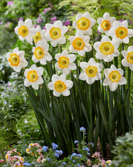 Daffodil Happy Smiles Narcissus Bulbs Blooms Species Growing Bonsai Roots Rhizomes Corms Tubers Potted Planting Reblooming Fragrant Garden Flower Seeds Plant