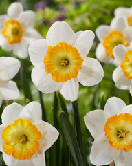Daffodil Happy Smiles Narcissus Bulbs Blooms Species Growing Bonsai Roots Rhizomes Corms Tubers Potted Planting Reblooming Fragrant Garden Flower Seeds Plant