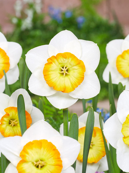 Daffodil Happy Smiles Narcissus Bulbs Blooms Species Growing Bonsai Roots Rhizomes Corms Tubers Potted Planting Reblooming Fragrant Garden Flower Seeds Plant