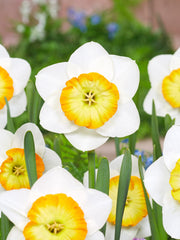 Daffodil Happy Smiles Narcissus Bulbs Blooms Species Growing Bonsai Roots Rhizomes Corms Tubers Potted Planting Reblooming Fragrant Garden Flower Seeds Plant