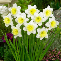 Narcissus Ice Follies Daffodil Bulbs Blooms Species Growing Bonsai Roots Rhizomes Corms Tubers Potted Planting Reblooming Fragrant Garden Flower Seeds Plant