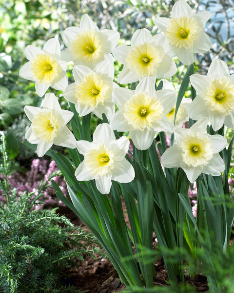 Daffodil Ice Follies Narcissus Bulbs Blooms Species Growing Bonsai Roots Rhizomes Corms Tubers Potted Planting Reblooming Fragrant Garden Flower Seeds Plant