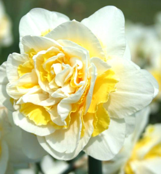 Daffodil Lingerie Narcissus Bulbs Blooms Species Growing Bonsai Roots Rhizomes Corms Tubers Potted Planting Reblooming Fragrant Garden Flower Seeds Plant