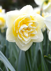 Daffodil Lingerie Narcissus Bulbs Blooms Species Growing Bonsai Roots Rhizomes Corms Tubers Potted Planting Reblooming Fragrant Garden Flower Seeds Plant