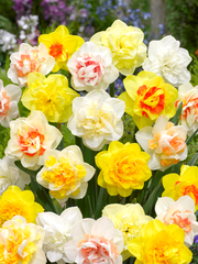Daffodil Double Mix Landscaper Special Narcissus Bulbs Blooms Species Growing Bonsai Roots Rhizomes Corms Tubers Potted Planting Reblooming Fragrant Garden Flower Seeds Plant