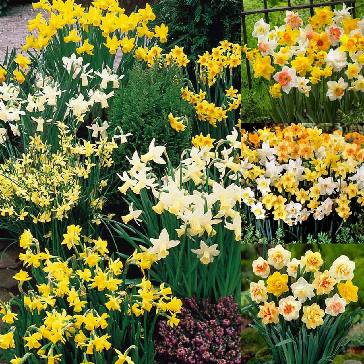 Narcissus Mixtures Collection Daffodil Bulbs Blooms Species Growing Bonsai Roots Rhizomes Corms Tubers Potted Planting Reblooming Fragrant Garden Flower Seeds Plant