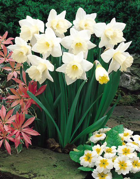 Daffodil Mount Hood Narcissus Bulbs Blooms Species Growing Bonsai Roots Rhizomes Corms Tubers Potted Planting Reblooming Fragrant Garden Flower Seeds Plant