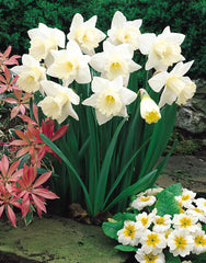 Daffodil Mount Hood Narcissus Bulbs Blooms Species Growing Bonsai Roots Rhizomes Corms Tubers Potted Planting Reblooming Fragrant Garden Flower Seeds Plant