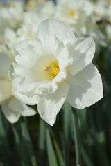 Daffodil Mount Hood Narcissus Bulbs Blooms Species Growing Bonsai Roots Rhizomes Corms Tubers Potted Planting Reblooming Fragrant Garden Flower Seeds Plant - Seedsplant