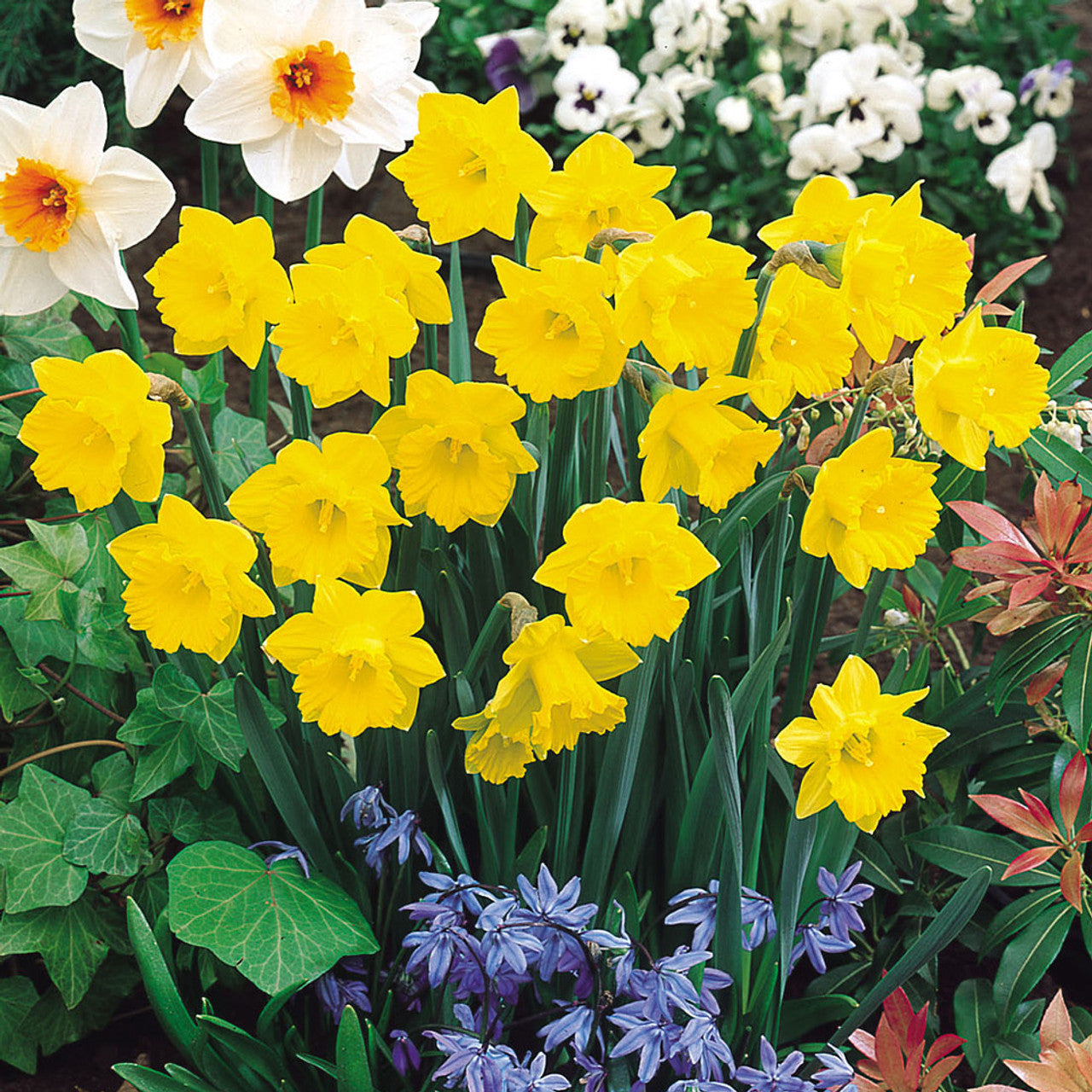 Narcissus Obvallaris Daffodil Bulbs Blooms Species Growing Bonsai Roots Rhizomes Corms Tubers Potted Planting Reblooming Fragrant Garden Flower Seeds Plant