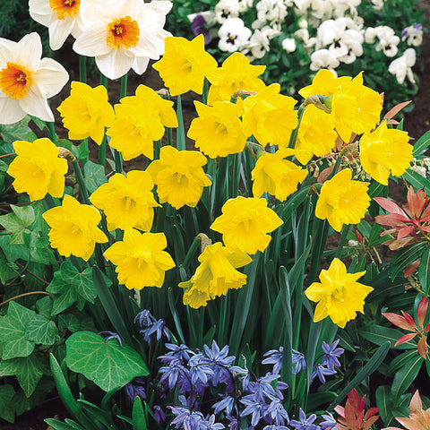 Narcissus Obvallaris Tenby Daffodil Bulbs Blooms Species Growing Bonsai Roots Rhizomes Corms Tubers Potted Planting Reblooming Fragrant Garden Flower Seeds Plant