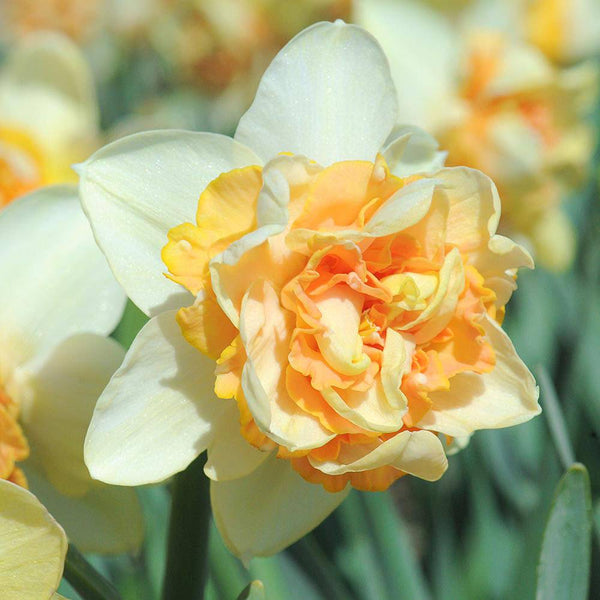 Daffodil Peach Cobbler Narcissus Bulbs Blooms Species Growing Bonsai Roots Rhizomes Corms Tubers Potted Planting Reblooming Fragrant Garden Flower Seeds Plant
