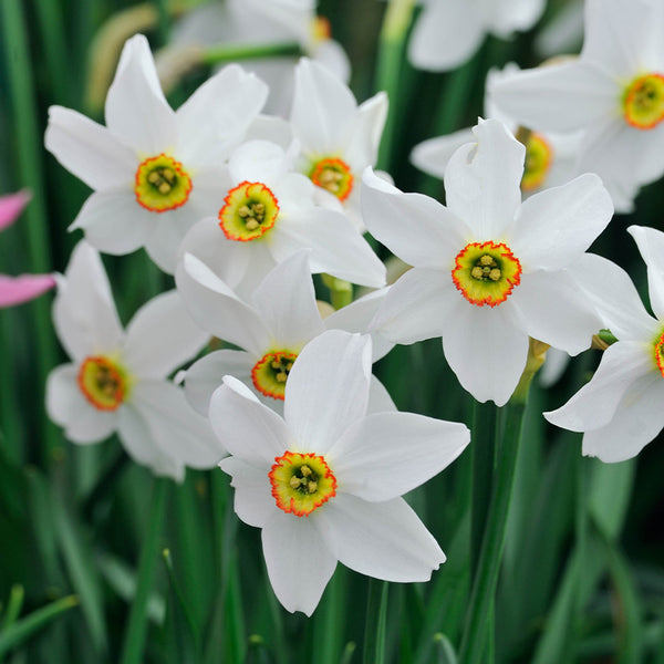 Narcissus Pheasant Eye Daffodil Bulbs Blooms Species Growing Bonsai Roots Rhizomes Corms Tubers Potted Planting Reblooming Fragrant Garden Flower Seeds Plant