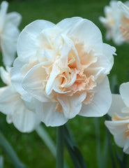 Daffodil Pink Champagne Narcissus Bulbs Blooms Species Growing Bonsai Roots Rhizomes Corms Tubers Potted Planting Reblooming Fragrant Garden Flower Seeds Plant