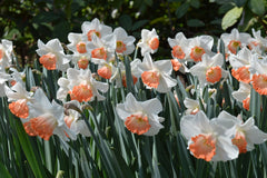 Daffodil Pink Charm Narcissus Bulbs Blooms Species Growing Bonsai Roots Rhizomes Corms Tubers Potted Planting Reblooming Fragrant Garden Flower Seeds Plant - Seedsplant