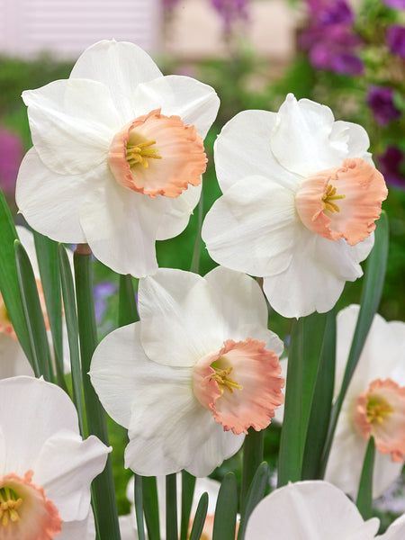 Narcissus Pink Pride Daffodil Bulbs Blooms Species Growing Bonsai Roots Rhizomes Corms Tubers Potted Planting Reblooming Fragrant Garden Flower Seeds Plant