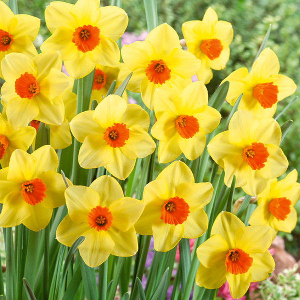 Narcissus Pipe Major Daffodil Bulbs Blooms Species Growing Bonsai Roots Rhizomes Corms Tubers Potted Planting Reblooming Fragrant Garden Flower Seeds Plant