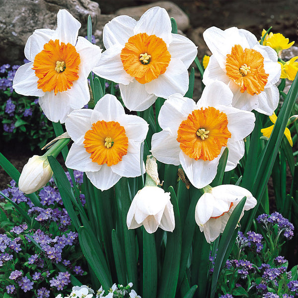 Narcissus Professor Einstein Daffodil Bulbs Blooms Species Growing Bonsai Roots Rhizomes Corms Tubers Potted Planting Reblooming Fragrant Garden Flower Seeds Plant