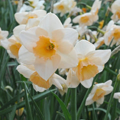 Mini Daffodil Prosecco Narcissus Bulbs Blooms Species Growing Bonsai Roots Rhizomes Corms Tubers Potted Planting Reblooming Fragrant Garden Flower Seeds Plant