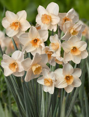 Mini Daffodil Prosecco Narcissus Bulbs Blooms Species Growing Bonsai Roots Rhizomes Corms Tubers Potted Planting Reblooming Fragrant Garden Flower Seeds Plant