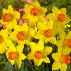 Narcissus Red Devon Daffodil Bulbs Blooms Species Growing Bonsai Roots Rhizomes Corms Tubers Potted Planting Reblooming Fragrant Garden Flower Seeds Plant
