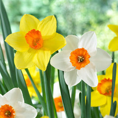 Narcissus Red Devon Daffodil Bulbs Blooms Species Growing Bonsai Roots Rhizomes Corms Tubers Potted Planting Reblooming Fragrant Garden Flower Seeds Plant