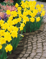 Daffodil Rembrant Narcissus Bulbs Blooms Species Growing Bonsai Roots Rhizomes Corms Tubers Potted Planting Reblooming Fragrant Garden Flower Seeds Plant