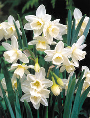 Daffodil Rippling Waters Narcissus Bulbs Blooms Species Growing Bonsai Roots Rhizomes Corms Tubers Potted Planting Reblooming Fragrant Garden Flower Seeds Plant