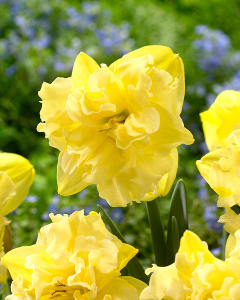 Daffodil Sailorman Narcissus Bulbs Blooms Species Growing Bonsai Roots Rhizomes Corms Tubers Potted Planting Reblooming Fragrant Garden Flower Seeds Plant